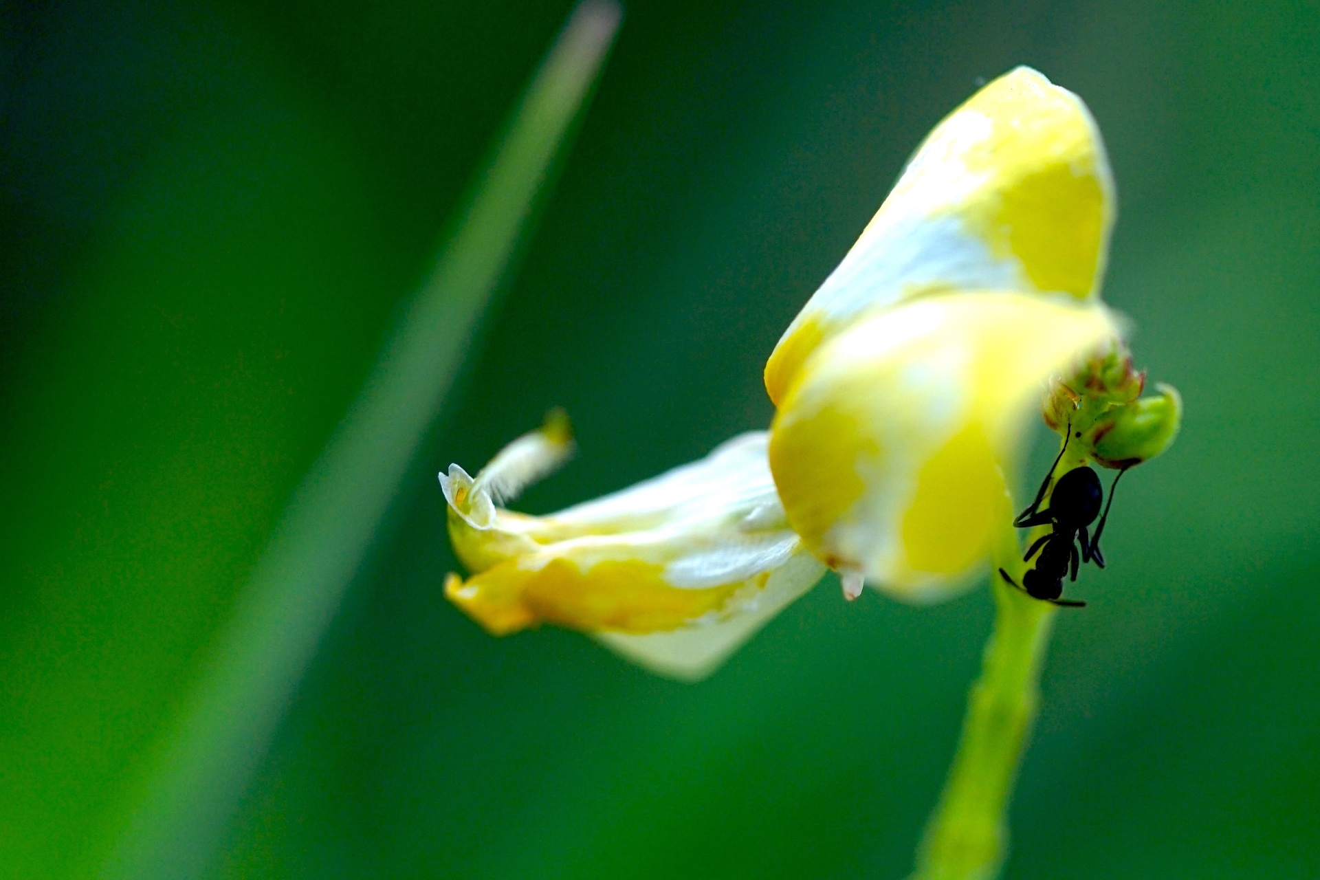 Fire ant on a yellow tickseed wildflower, macro closeup