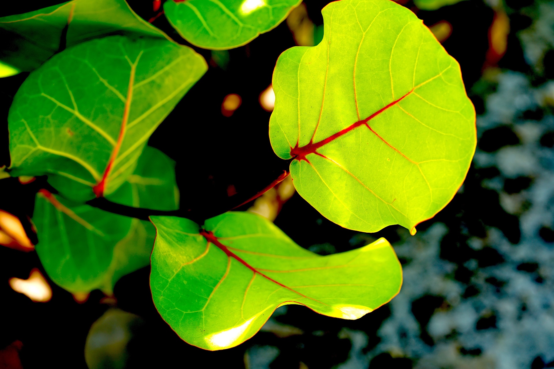 Sunlit sea grape leaves with red veins against dark background