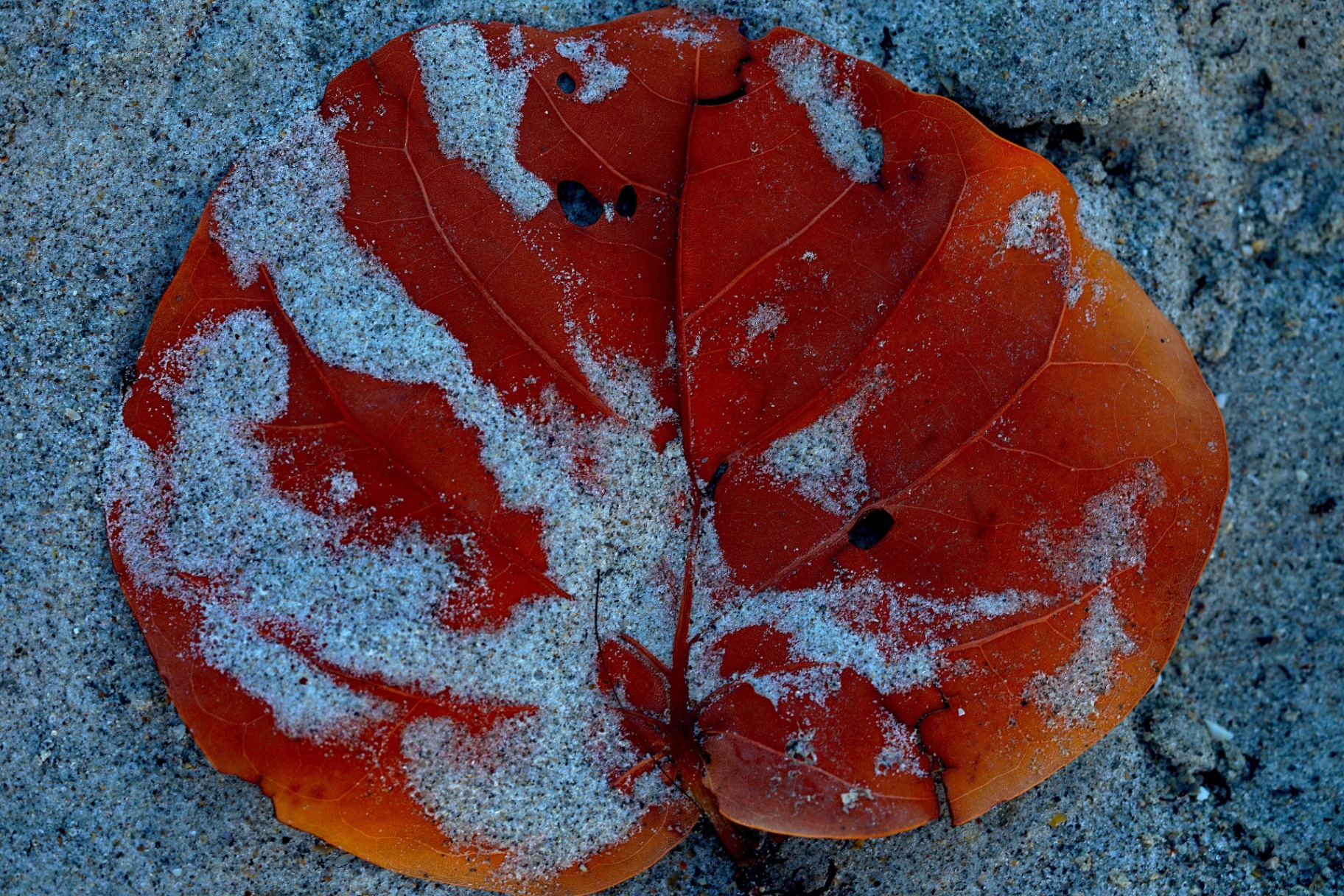 Red sea grape leaf dusted with sand on the beach