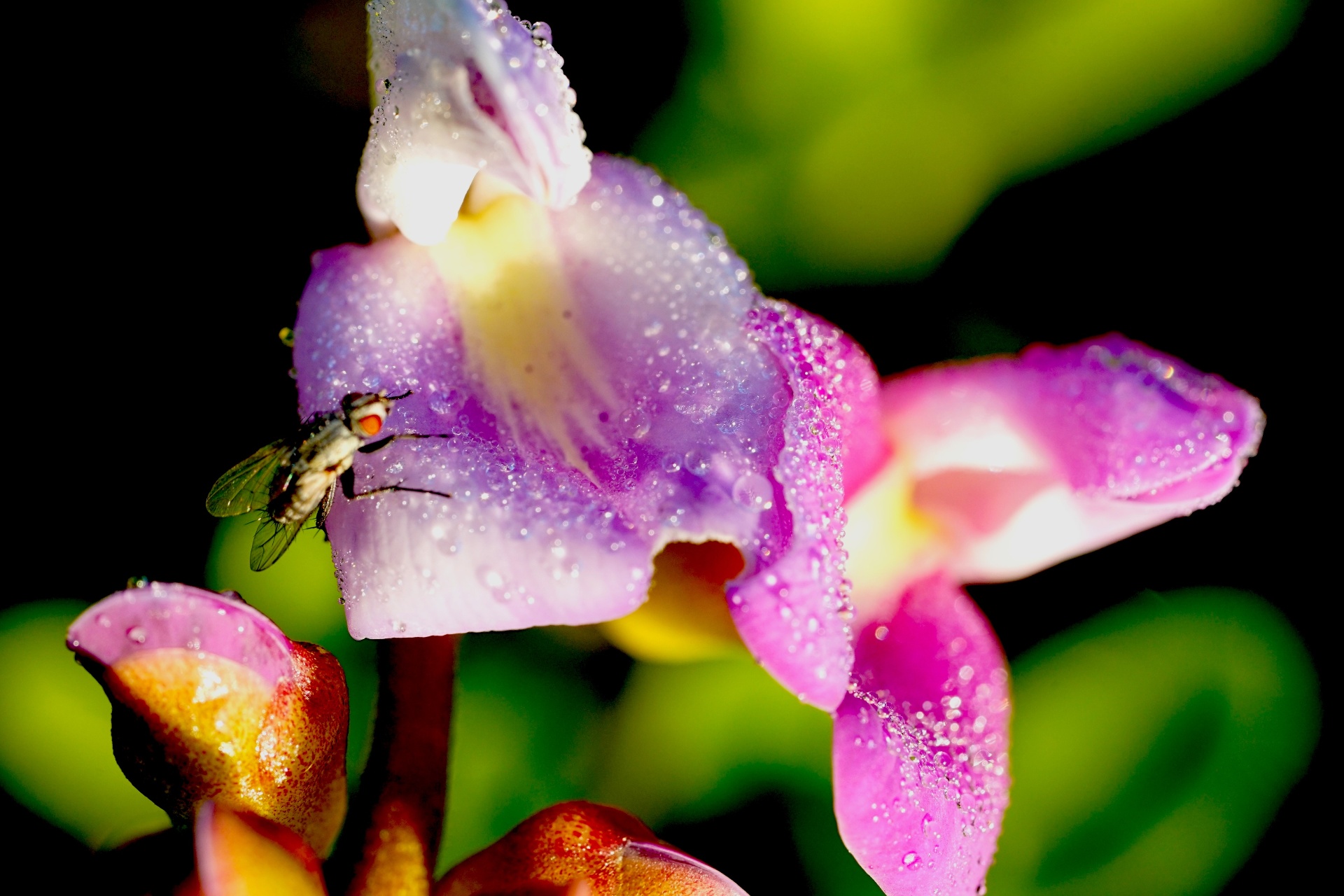 Flesh fly on a dew-covered railroad vine flower, macro