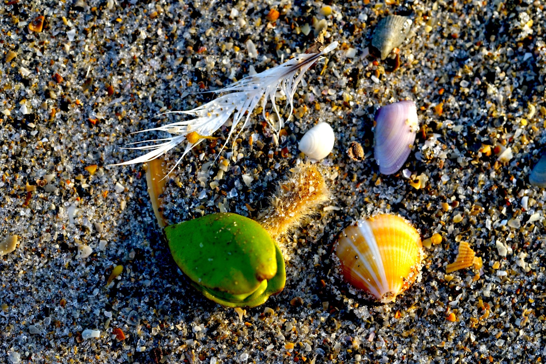 Feather, shells, and sea bean on colorful beach sand