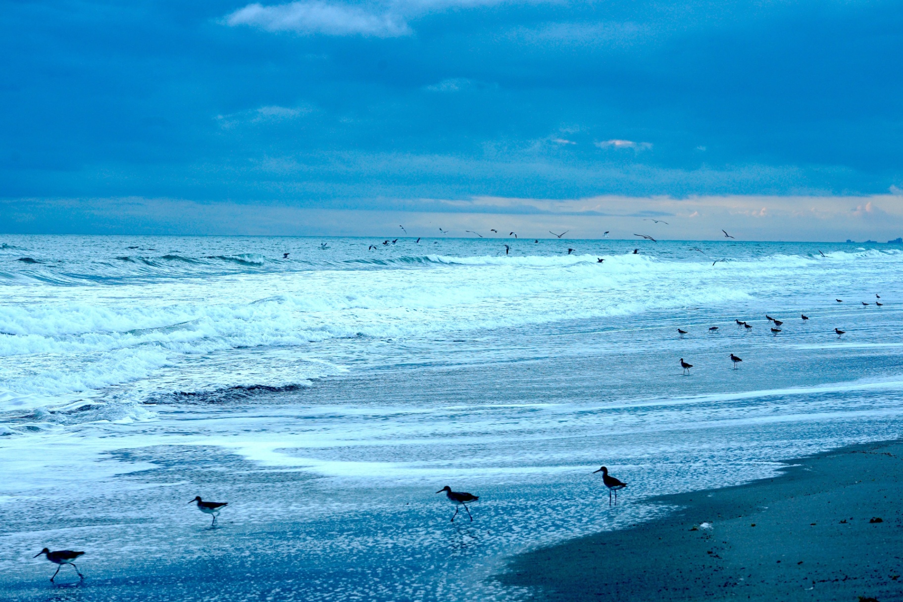 Willets on blue-toned beach with waves and distant flock at dusk