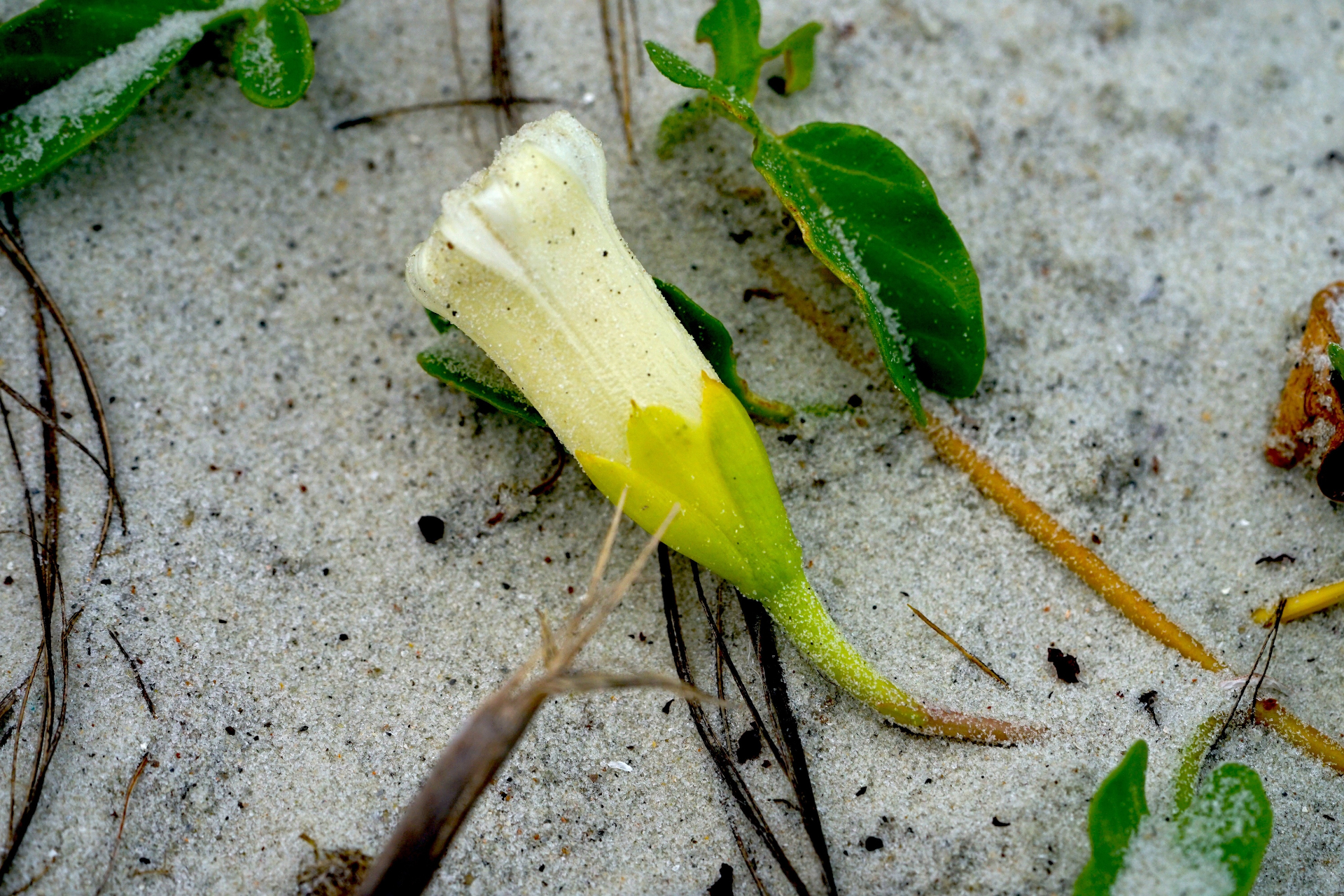 Beach morning glory flower lying in white dune sand